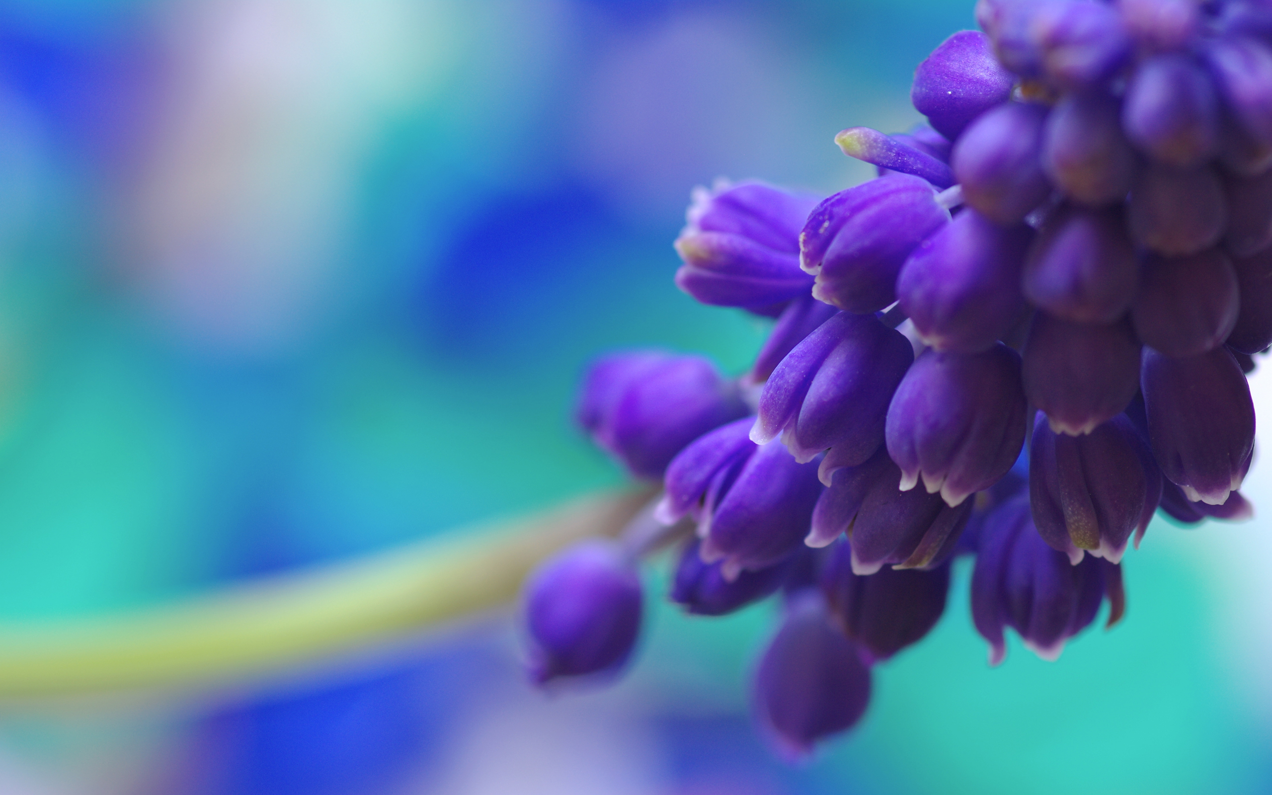 Hyacinth Picture