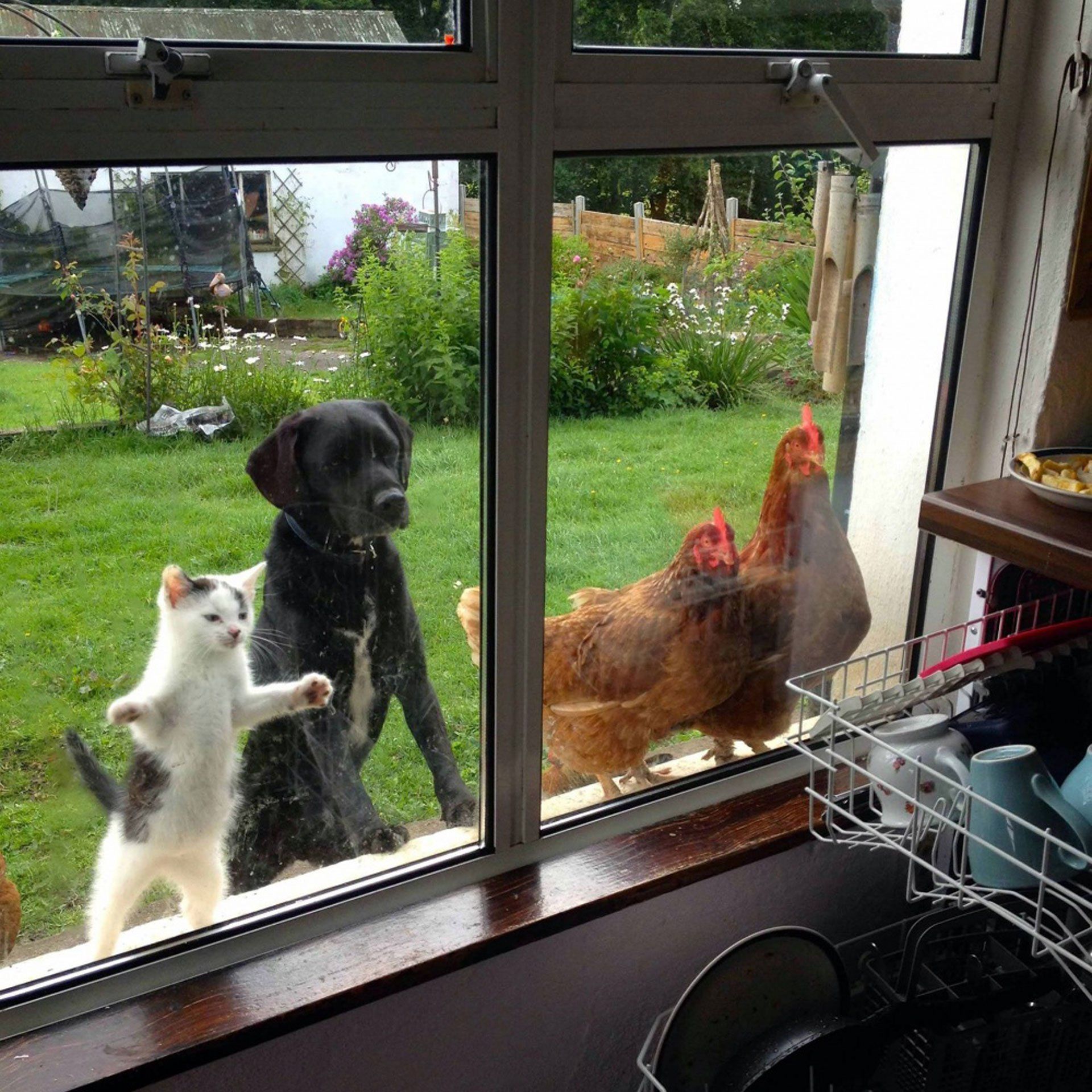 Animals want to get inside