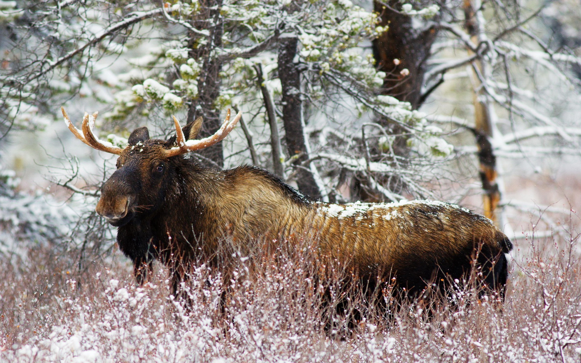 Moose Picture - Image Abyss