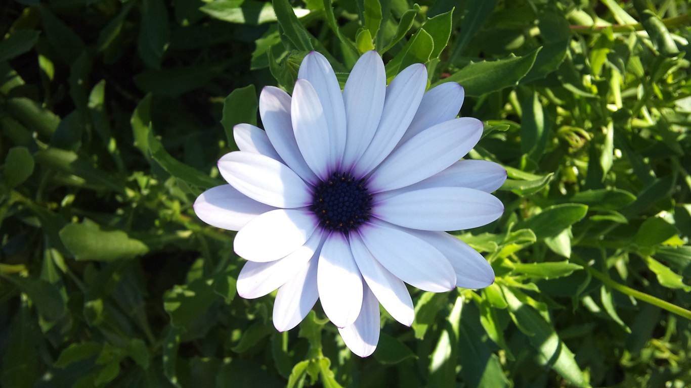 African Daisy (Transvaal daisy) In My Neighbours Garden by lonewolf6738