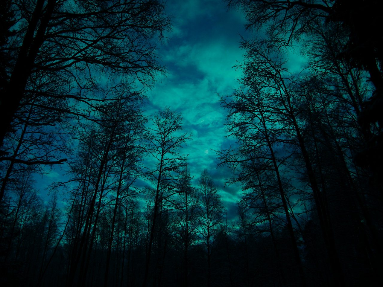 moonlit night forest