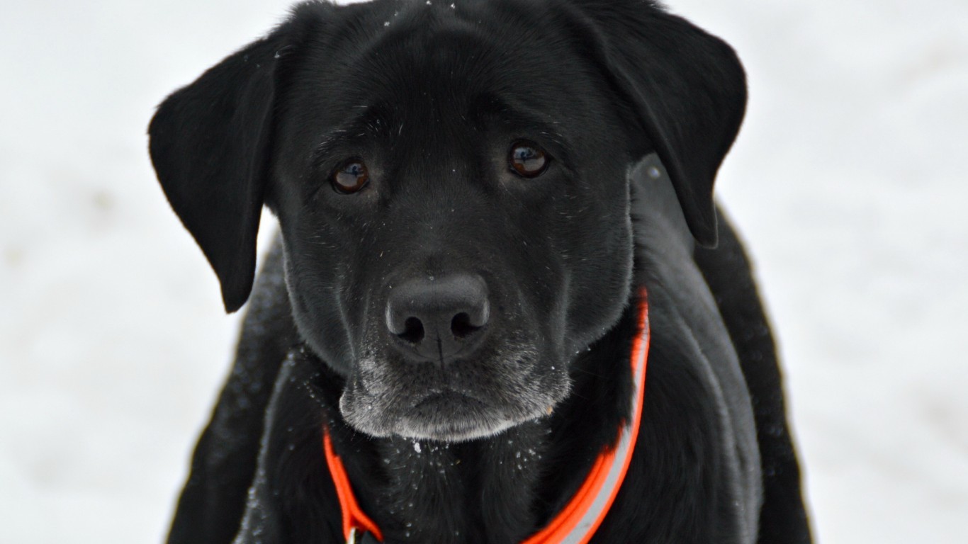 Black Dog with Expressive Eyes - Image Abyss