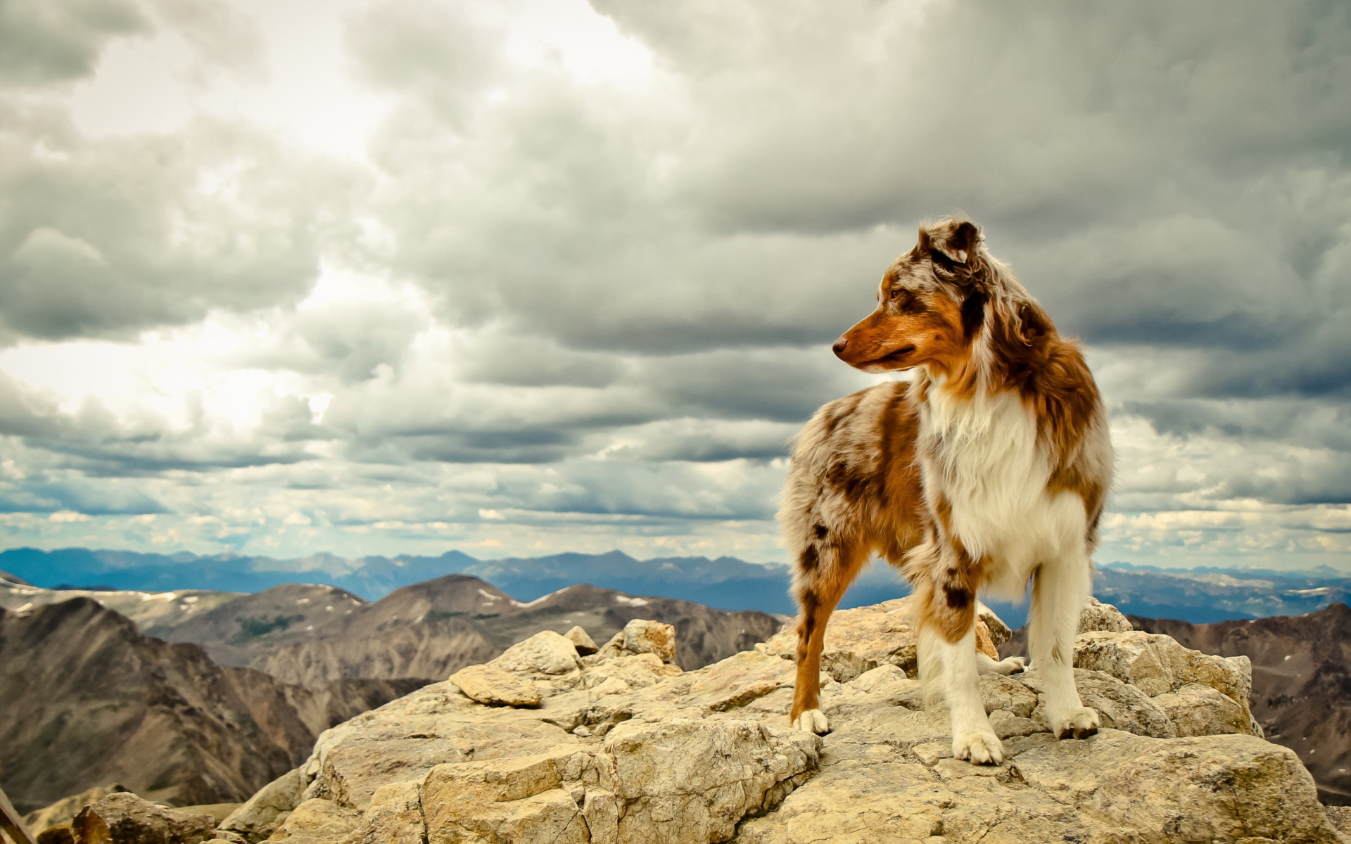 Dog on Top of a Mountain