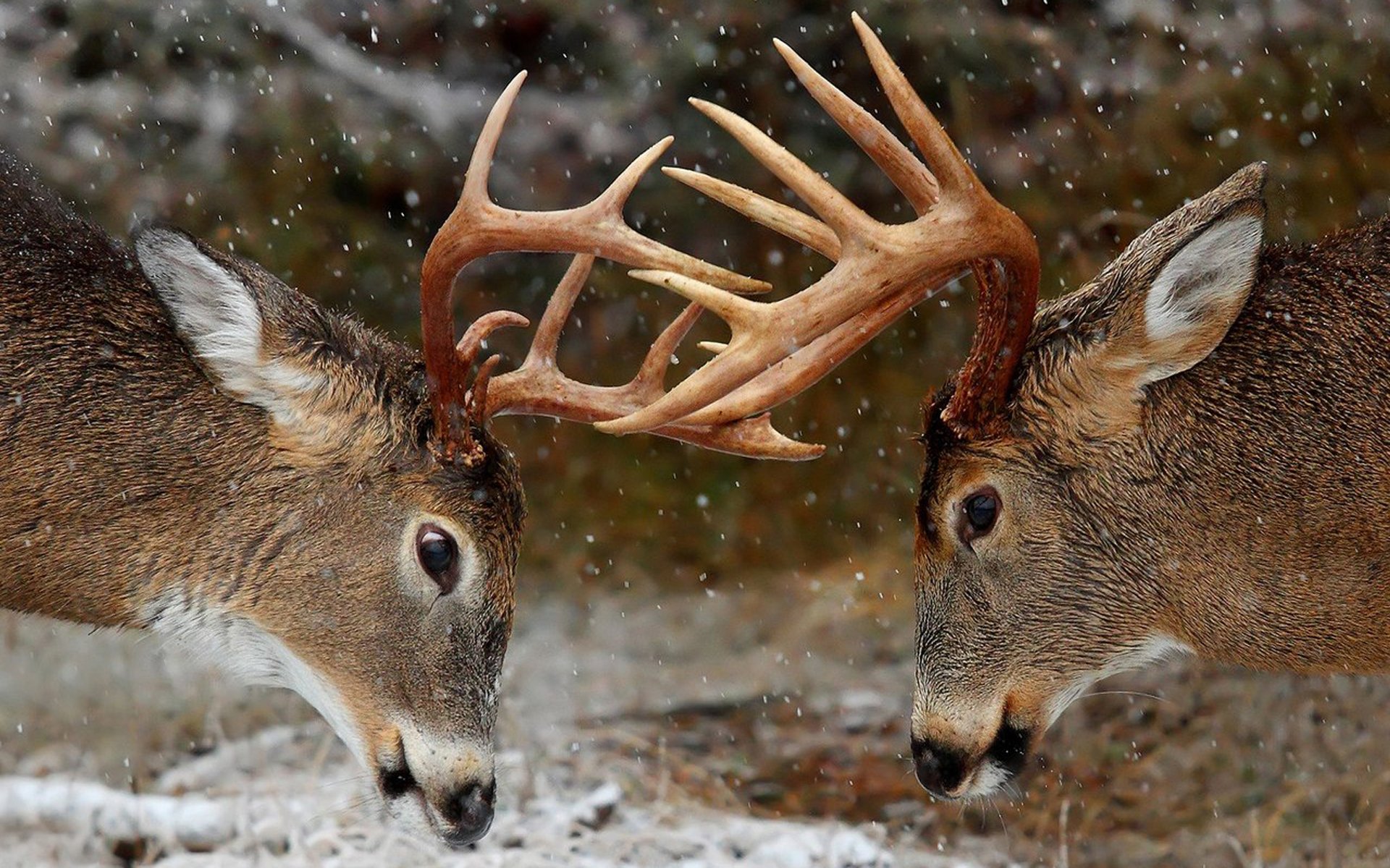 Deer Image ID 289008 Image Abyss deer-image-id-289008-image-abyss