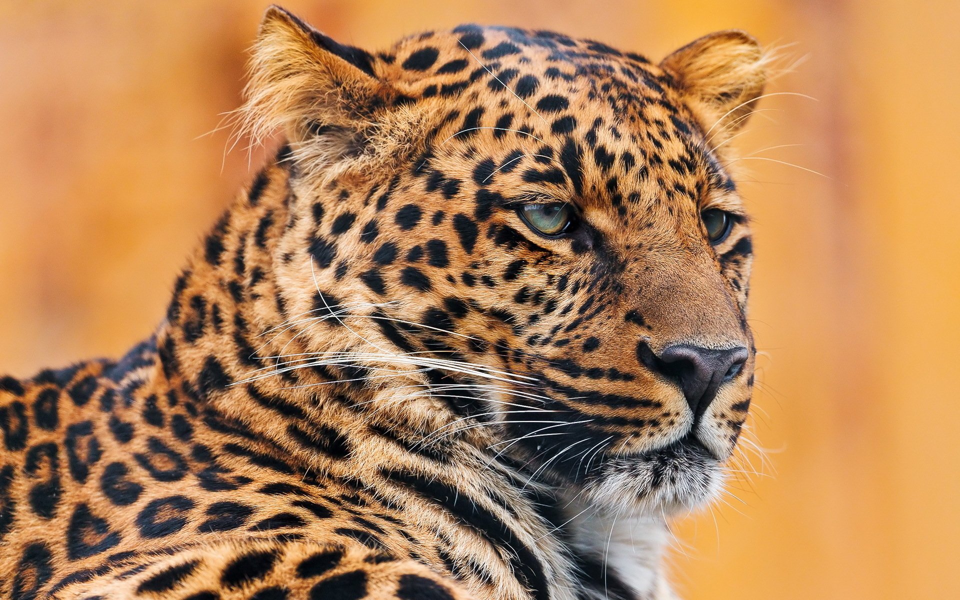 Download Animal Leopard Image