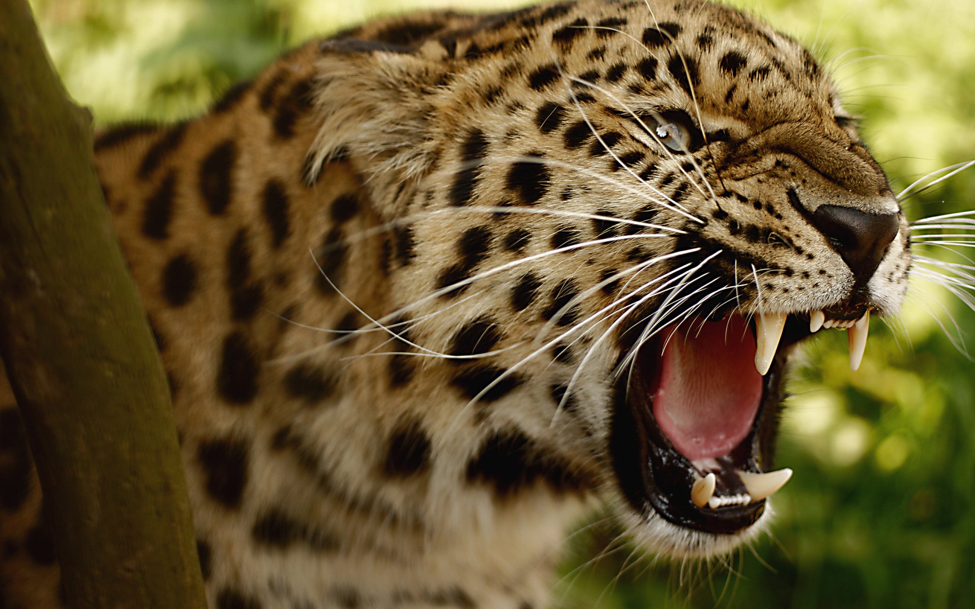 A jaguar with a powerful roar reveals its sharp teeth, showcasing its striking coat of black rosettes against a golden background in a lush, green environment.