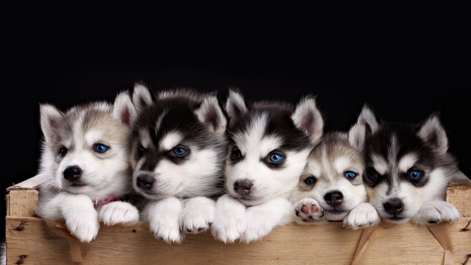 A group of adorable husky puppies with striking blue eyes peeks over the edge of a wooden crate against a dark background, showcasing their playful and cute demeanor.