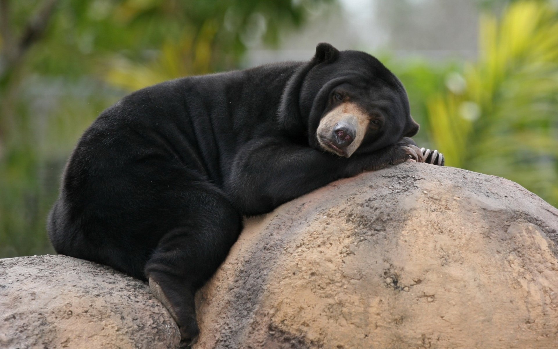 Sun bear, an animal, resting curled atop a large rock with its head on its paws against blurred green foliage.