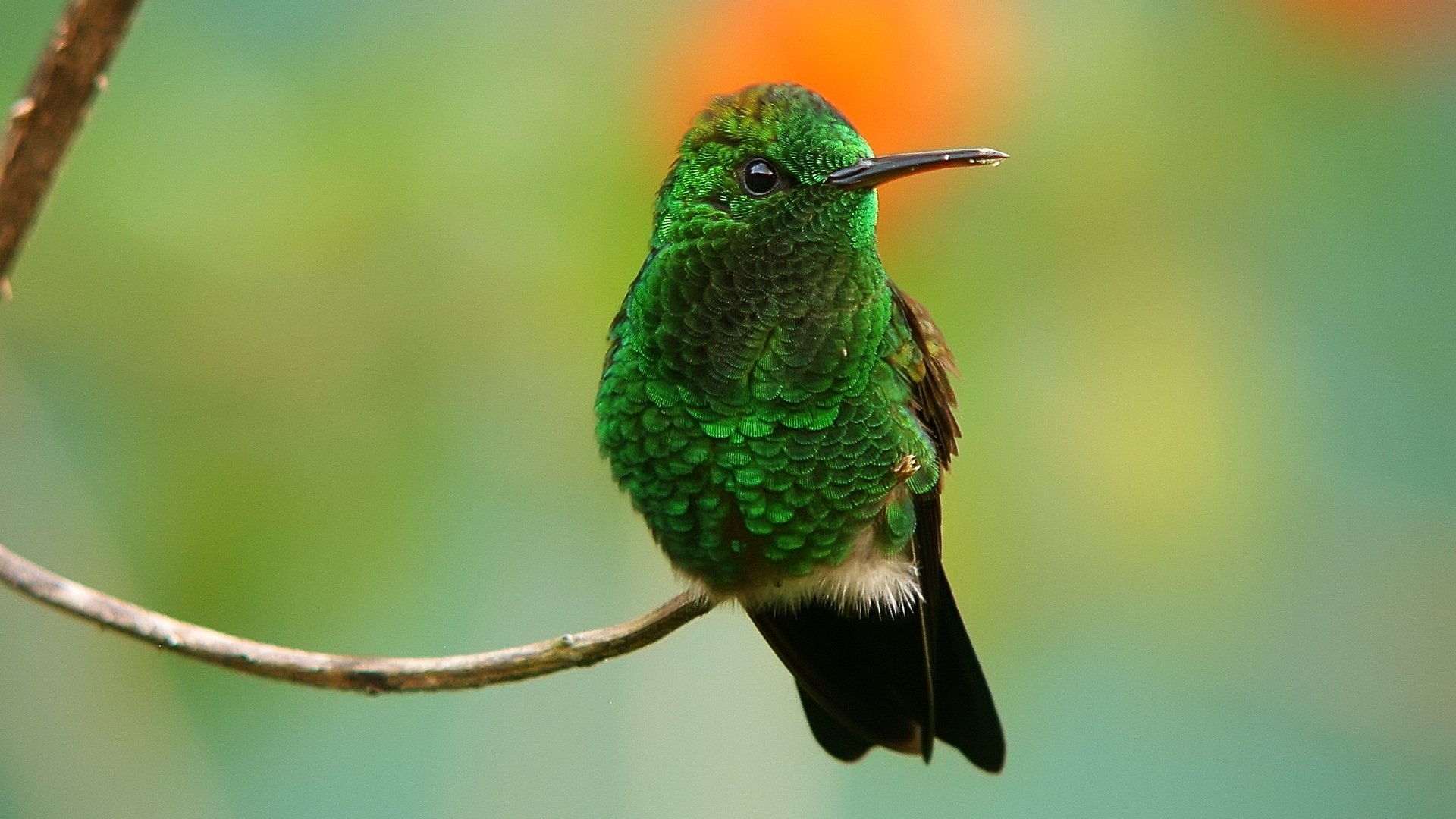 Download Bird Animal Hummingbird Image