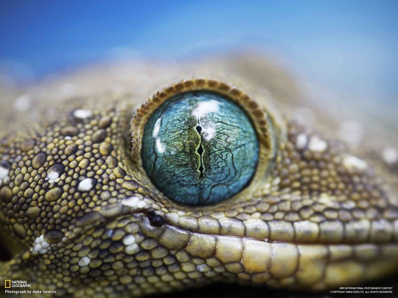 Gecko Image - ID: 289330 - Image Abyss