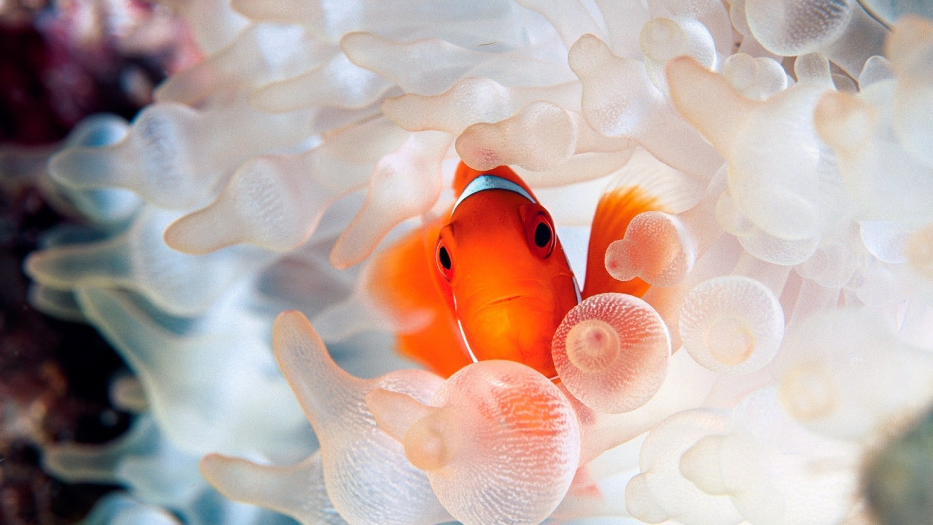 Download Fish Animal Clownfish Image