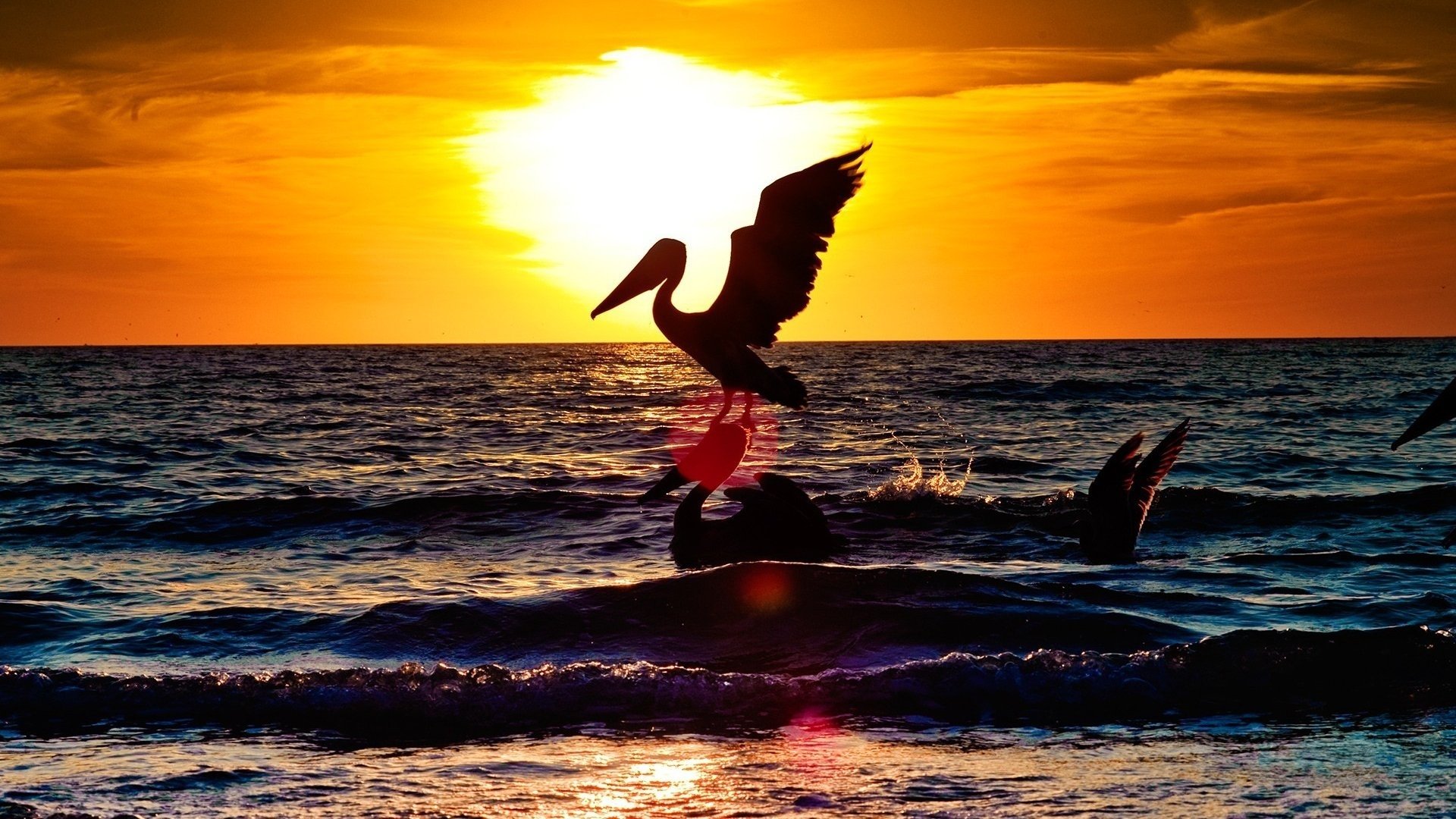Download Sunset Animal Pelican Image