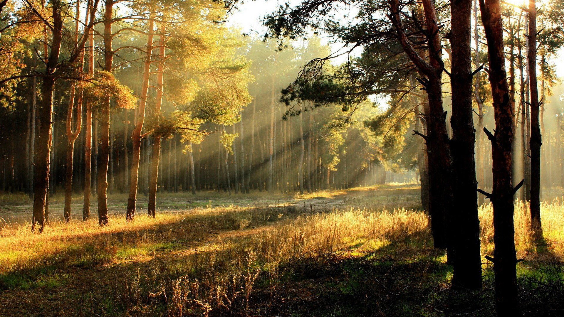 Download Nature Forest Image