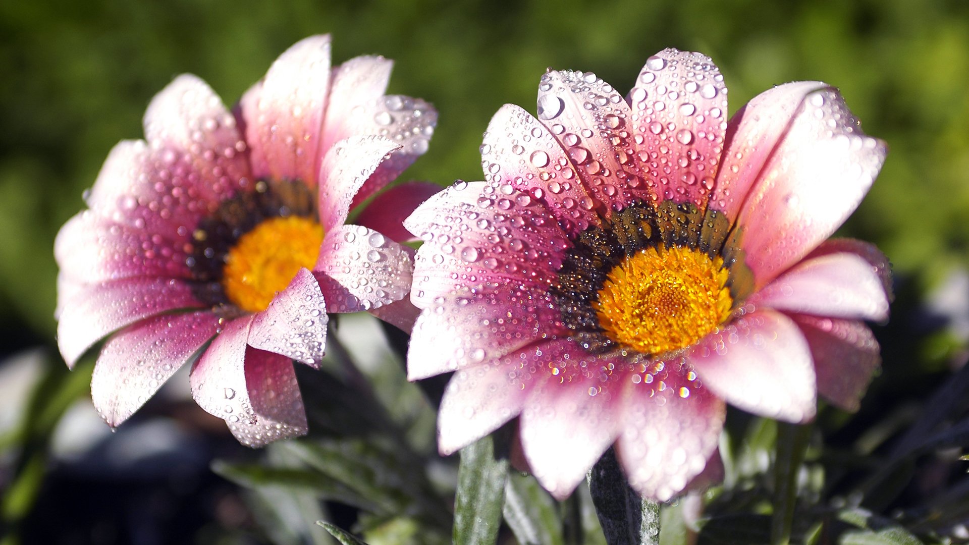 Close-up of two pink flowers adorned with water droplets and dew, showcasing the beauty of nature in vivid detail.