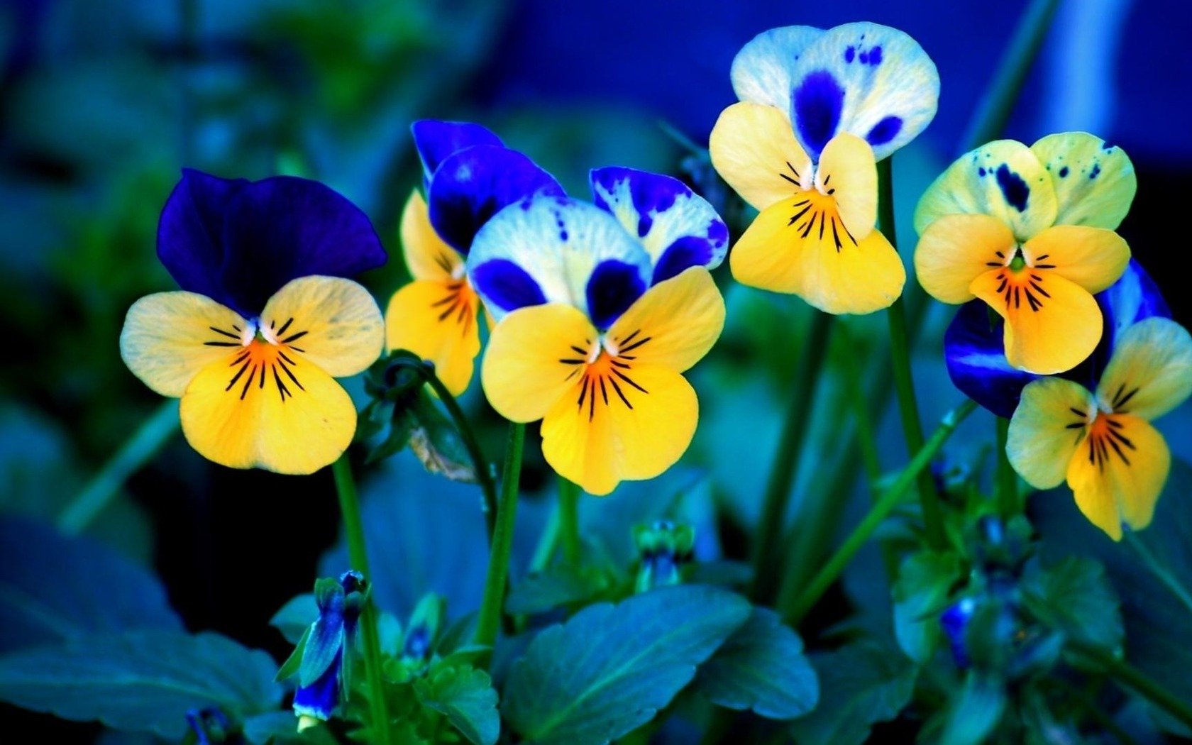 Download Flower Nature Pansy Image