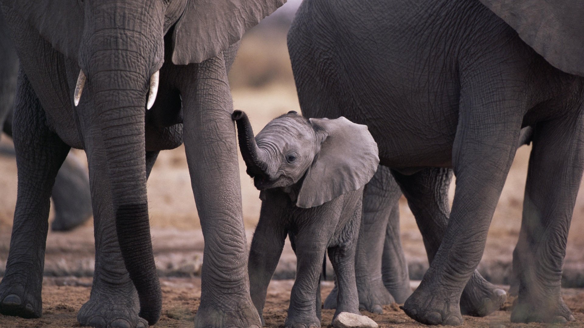 Baby elephant standing between adult elephants' legs in a herd, an animal family on dusty ground.