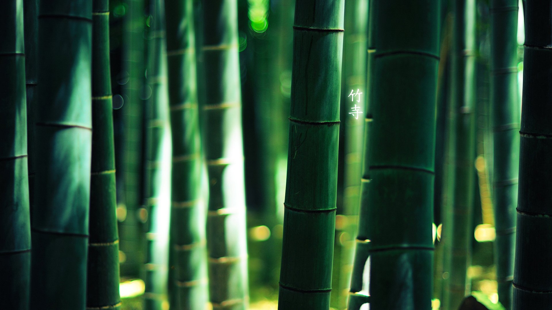 Download Nature Bamboo Image