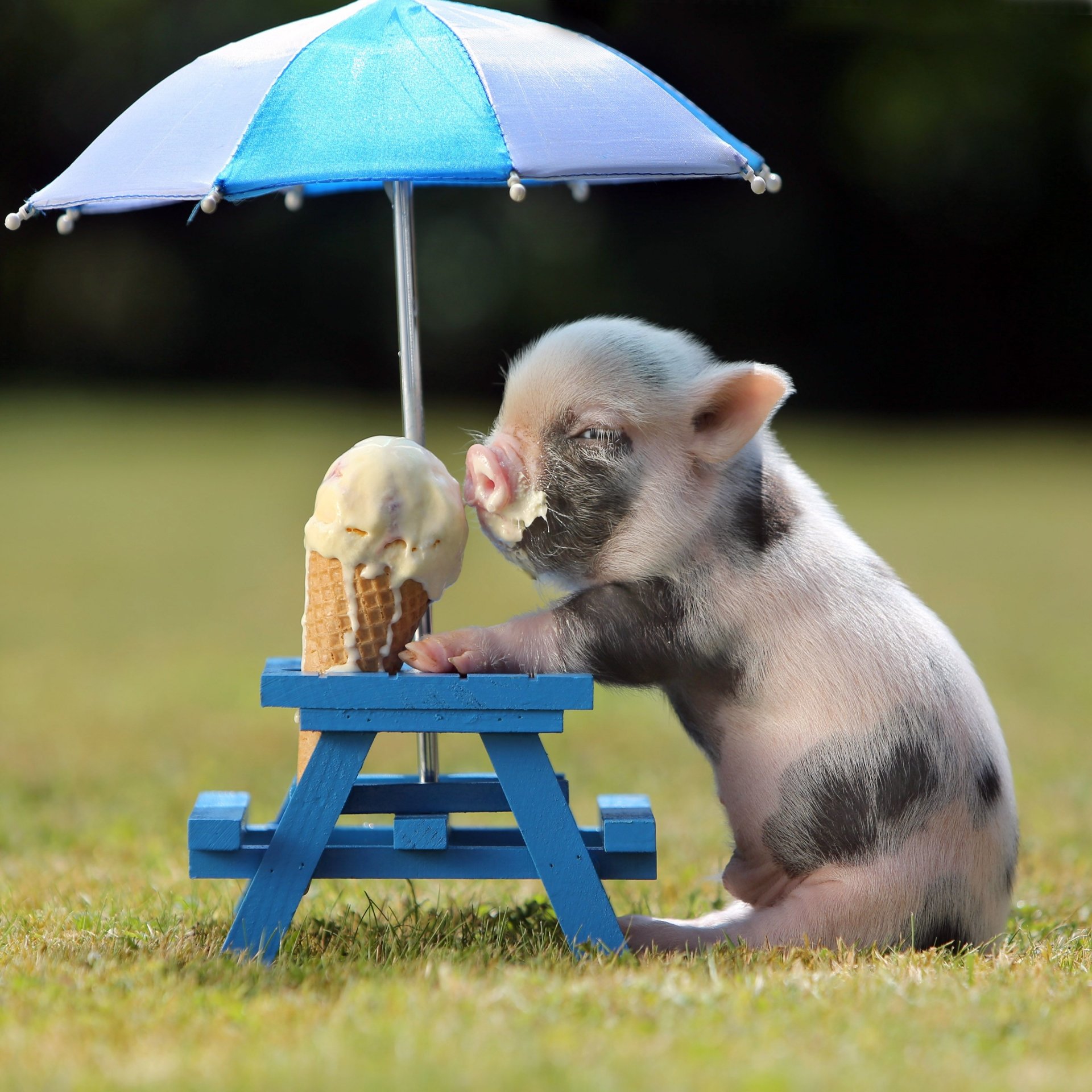 miniature pig eating icecream - Image Abyss