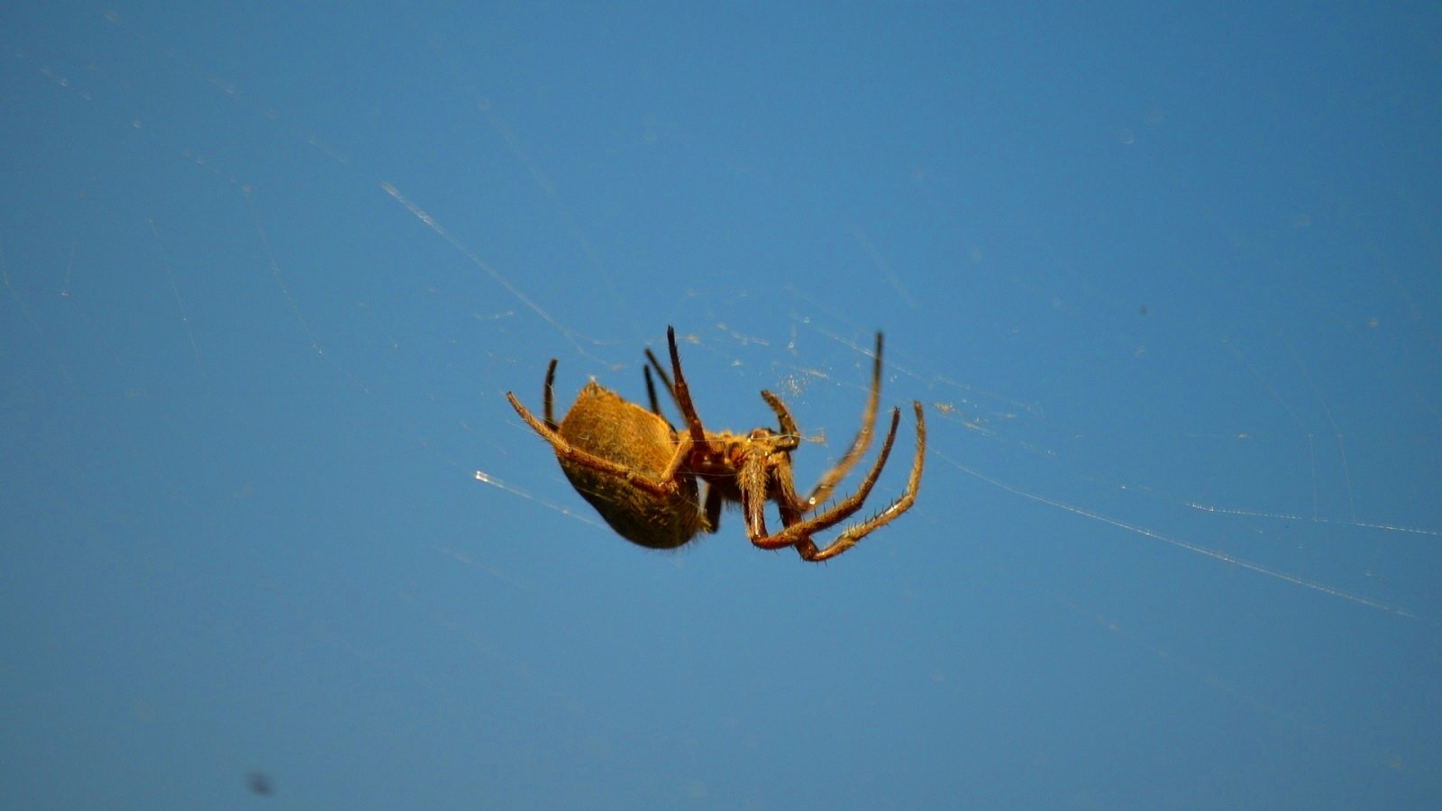  A Spider In My Front Yard