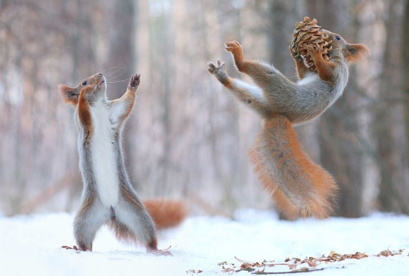 Two squirrels (animal) in a snowy forest — one stands with paws raised while another leaps, clutching a pine cone.