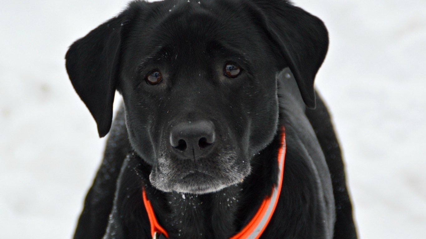 Black Dog with Expressive Eyes Image - ID: 289713 - Image Abyss