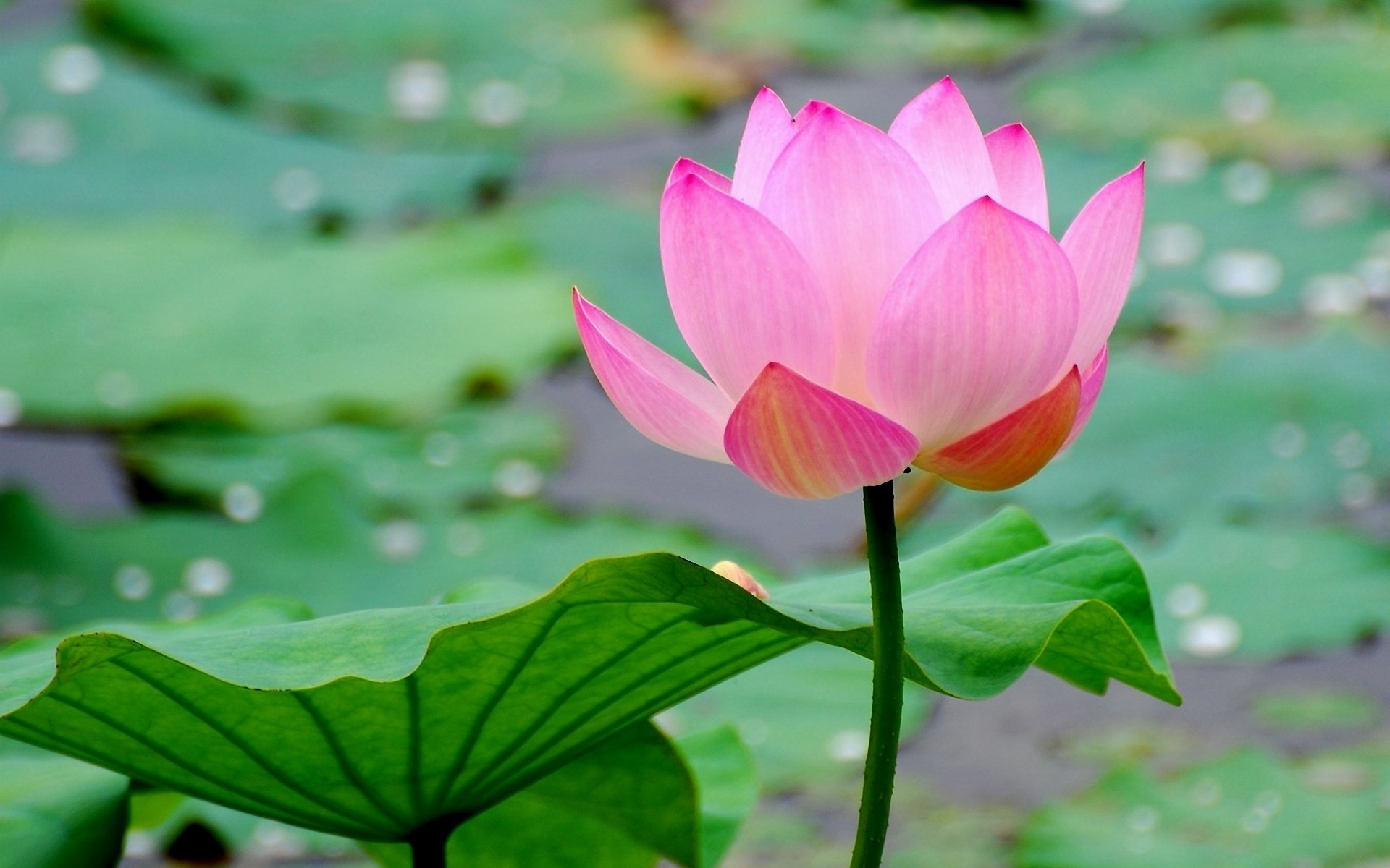 Pink lotus flower rising above broad green leaves in a calm nature pond dotted with water droplets.