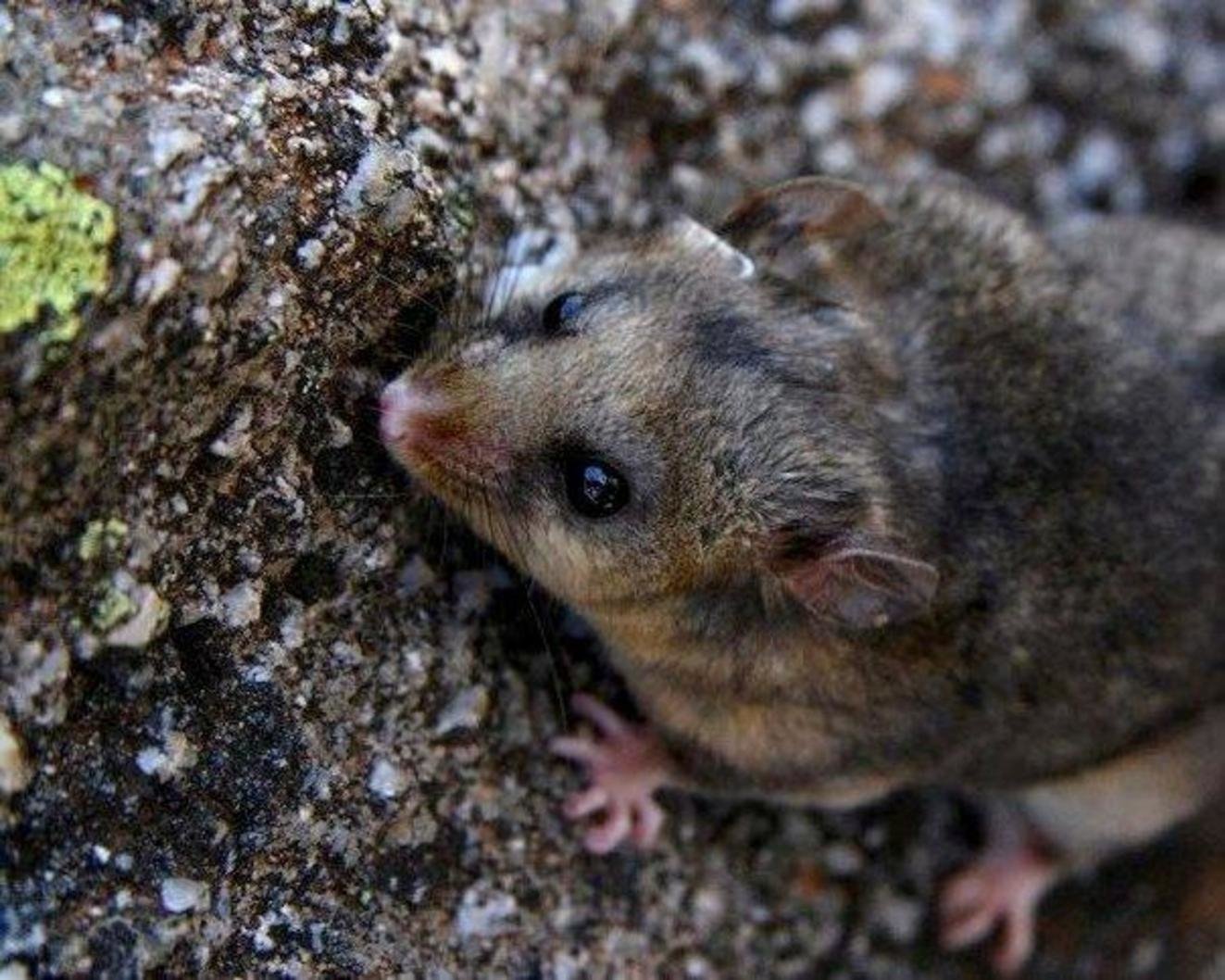  Mountain Pygmy-possum