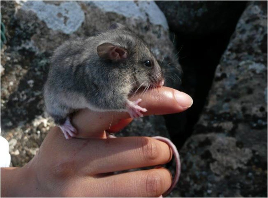  Mountain Pygmy-possum