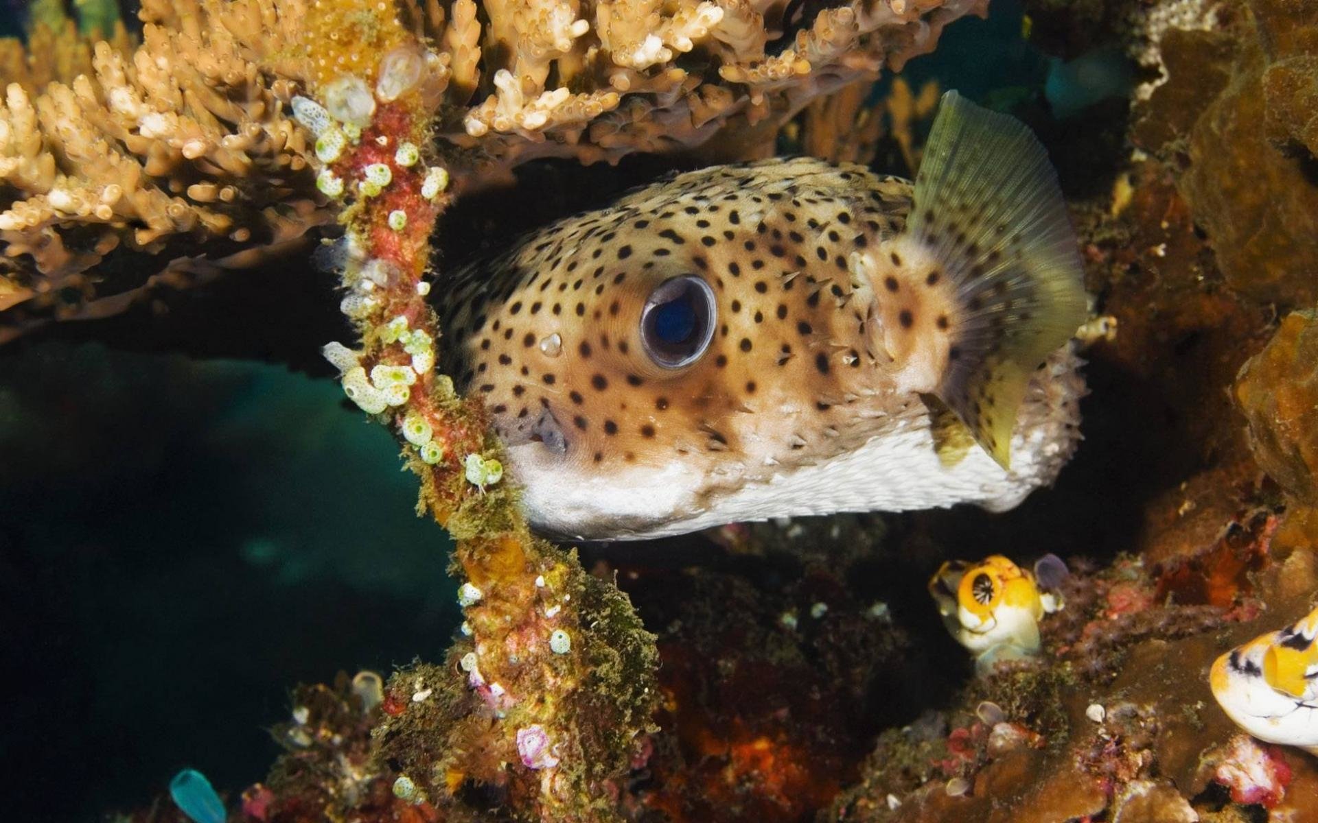 Spotted pufferfish (animal, fish) peeking from a coral crevice amid colorful reef growth and tiny invertebrates.