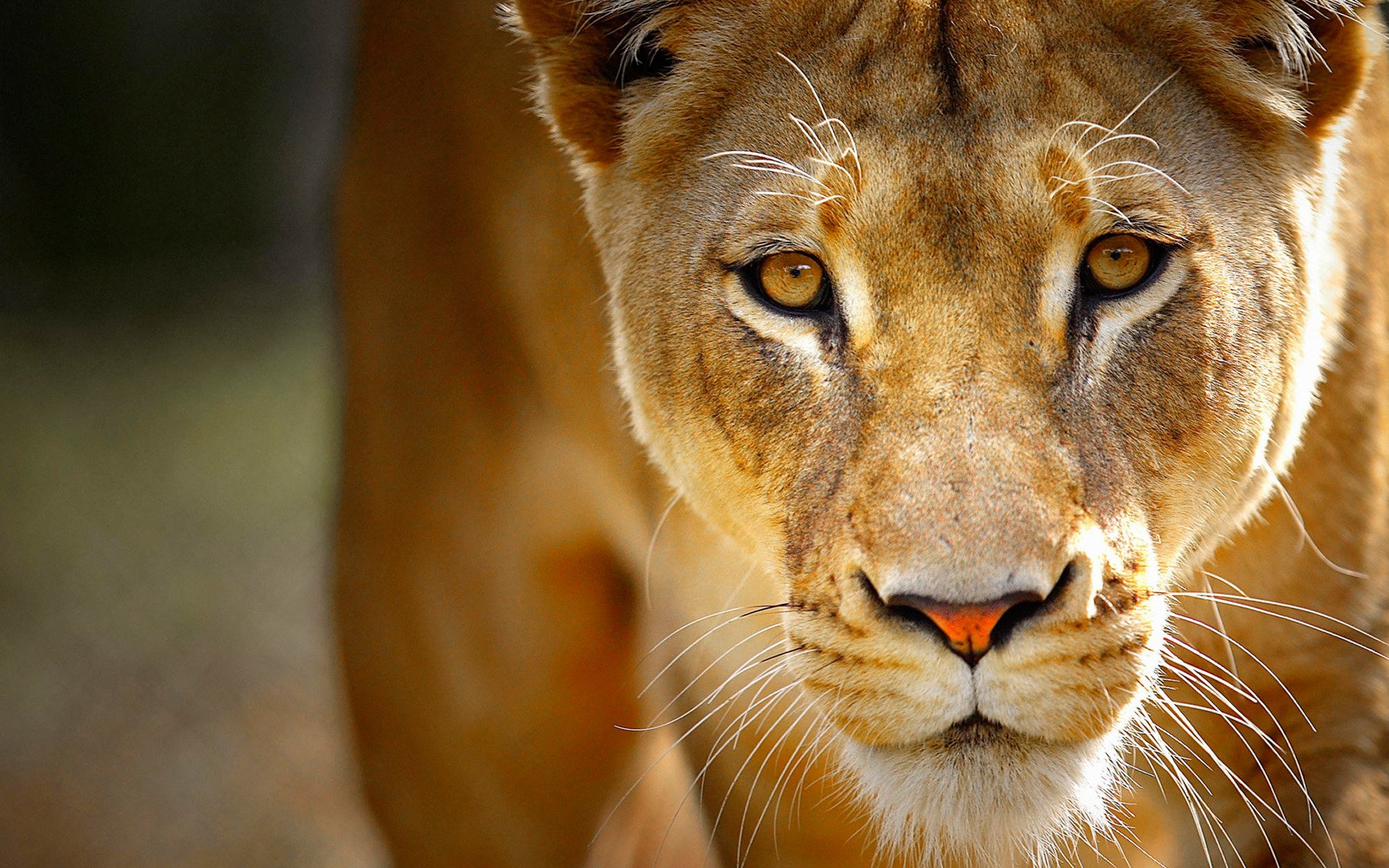 Close-up of a lioness with intense amber eyes and detailed fur, showcasing the strength and beauty of this majestic animal.