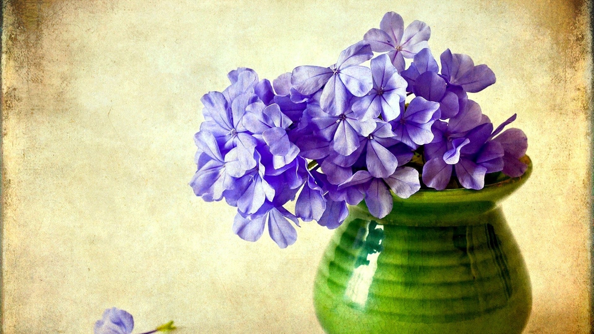  Phlox Flowers in Vase