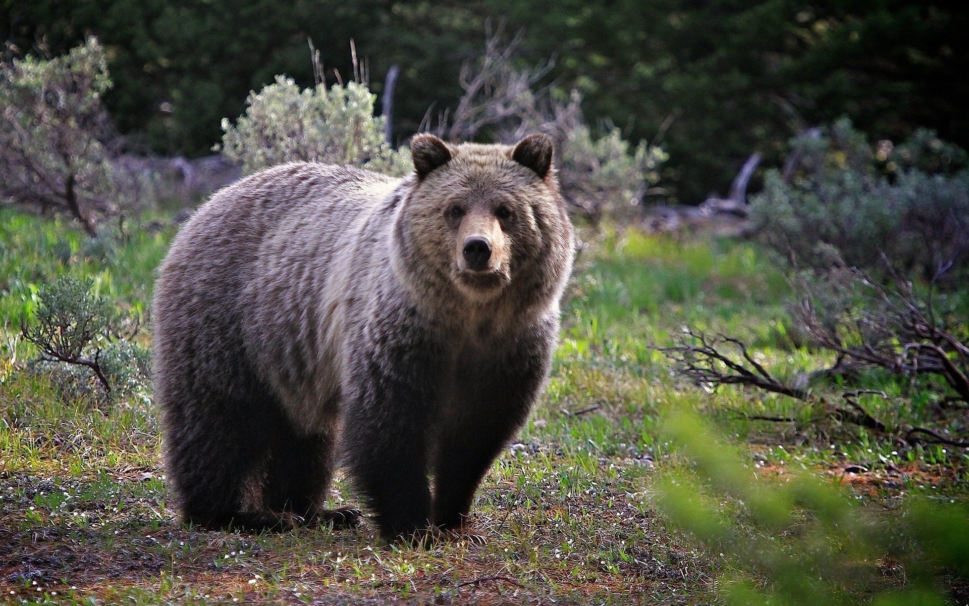 Bear Image - ID: 289980 - Image Abyss