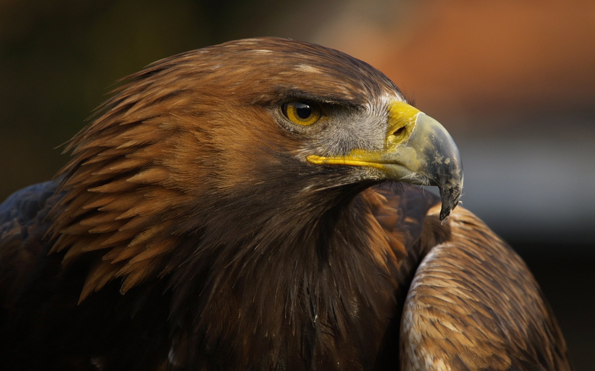 Close-up of a majestic eagle with sharp eyes and detailed brown feathers, showcasing the strength and intensity of this powerful animal.