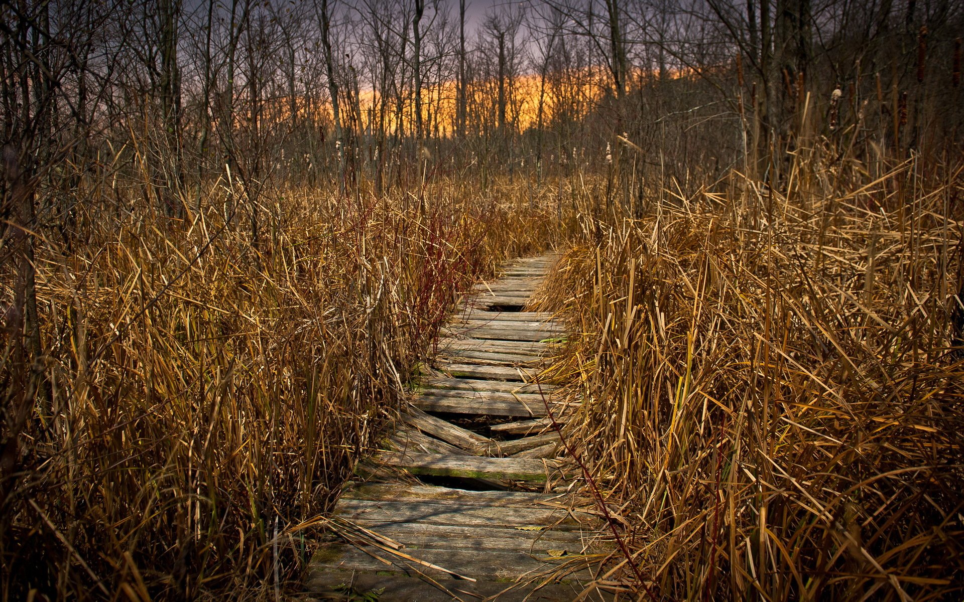 man made boardwalk Image
