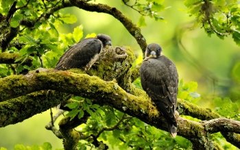 Preview Image 289075