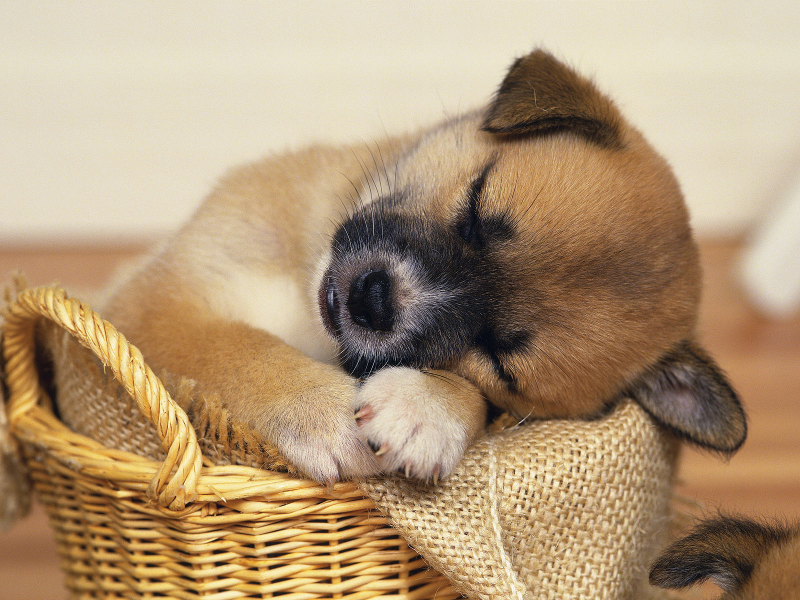 Puppy asleep in a basket