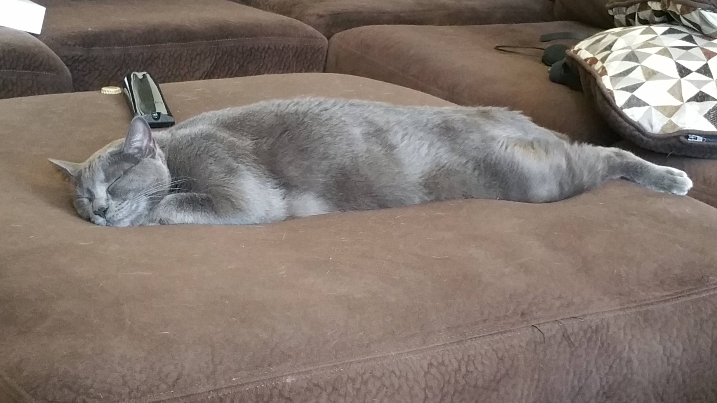 Спящие котики. Уютного вечера. Рыжий кот спит. Cat nap 18. Спящий кот.