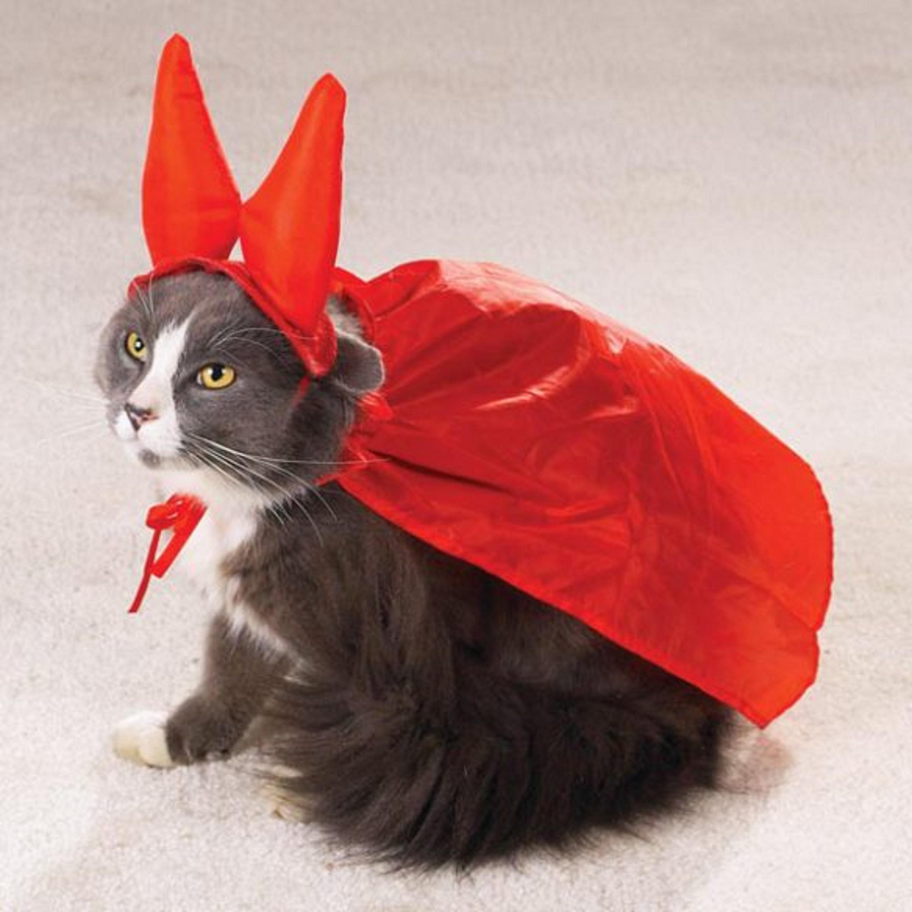 Рыжий кот в костюме
