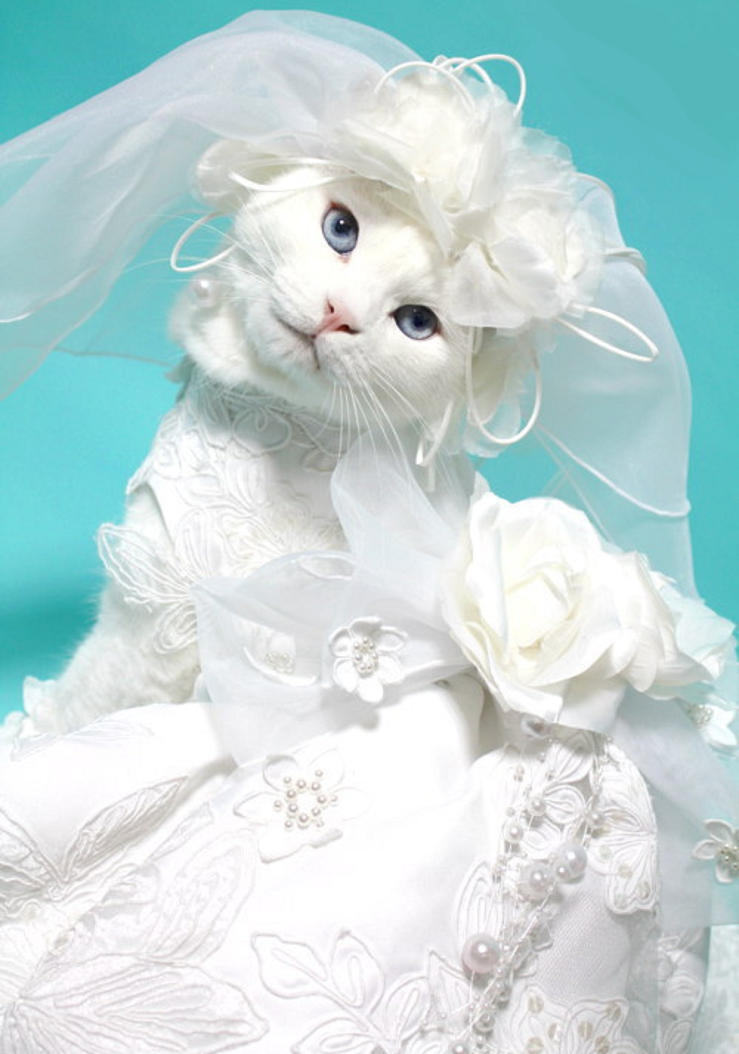Кошки выходят замуж. Кошки в свадебных нарядах. Кошка в фате. Кошка в свадебном платье. Кошка невеста.