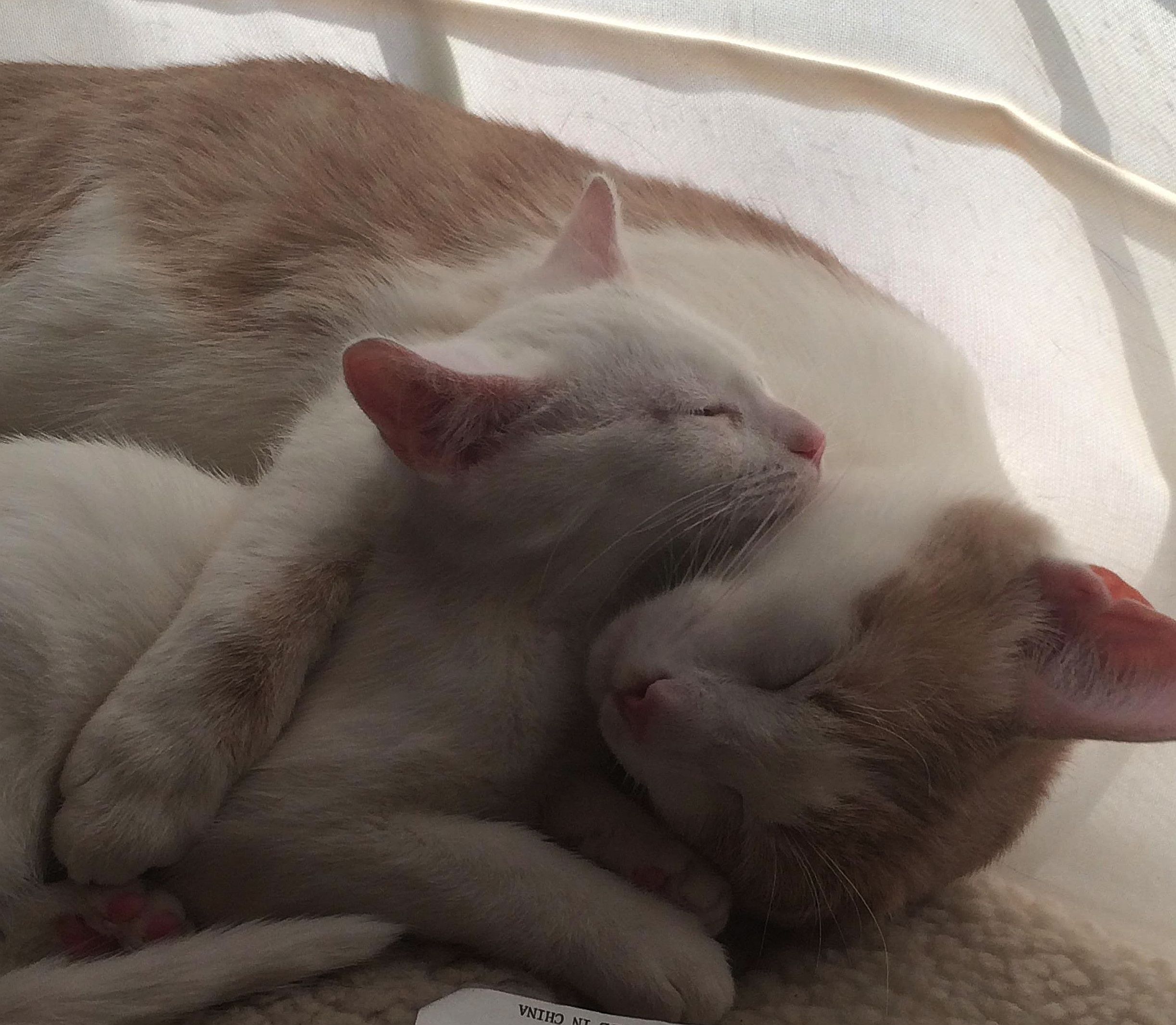 Mamma Cat And Kitten Image Abyss