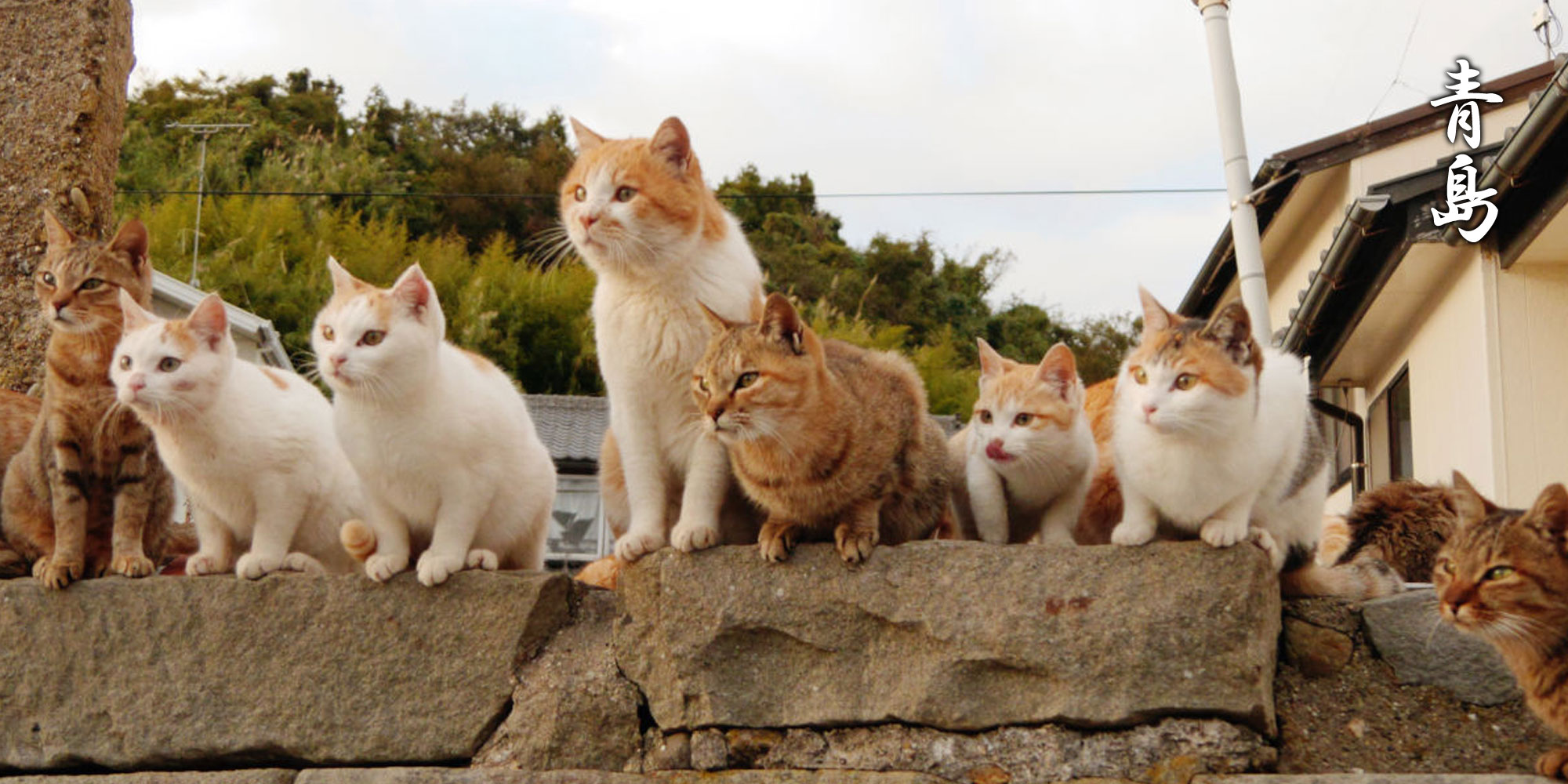 Aoshima island hi-res stock photography and images - Alamy