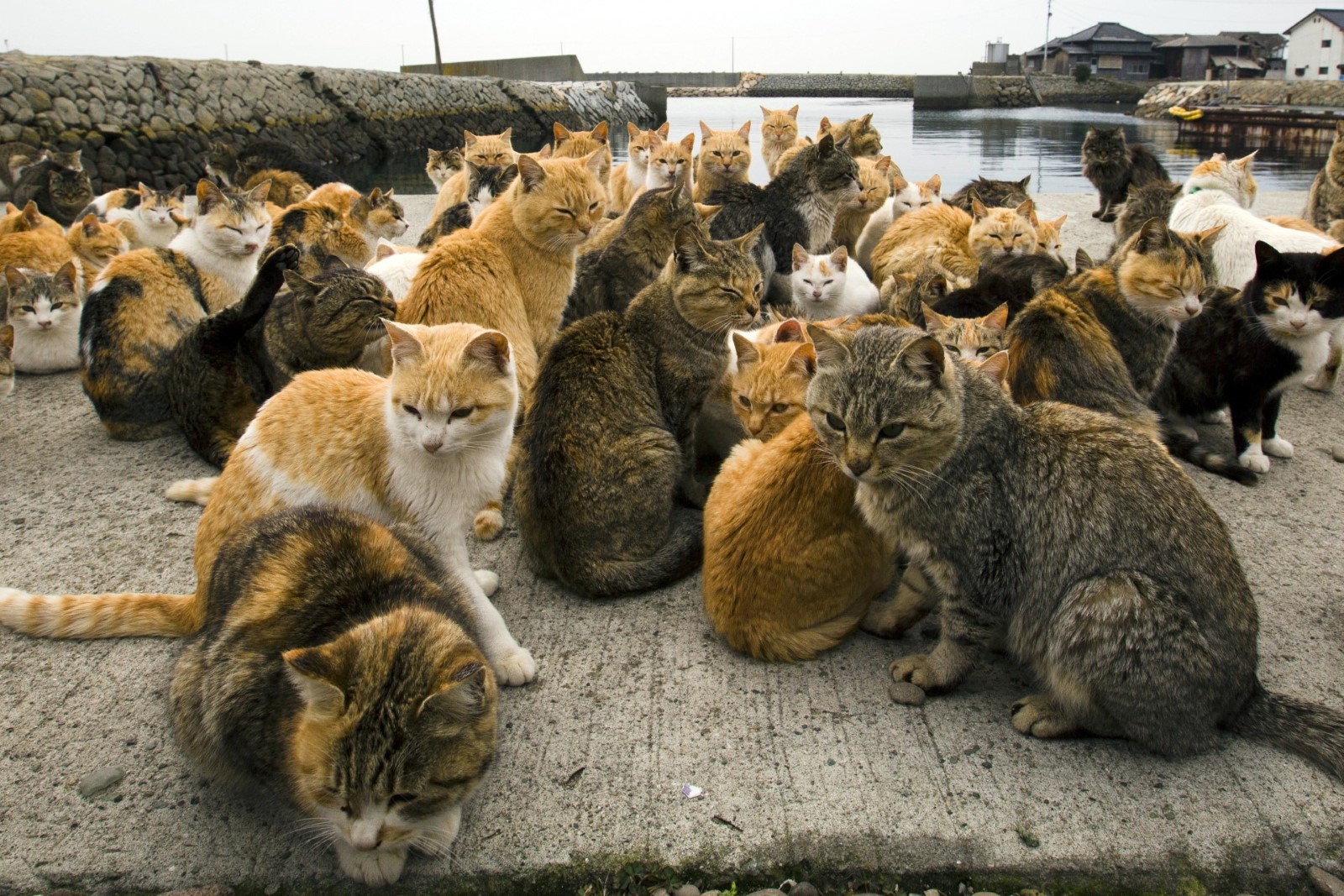 Можно Фото Котиков