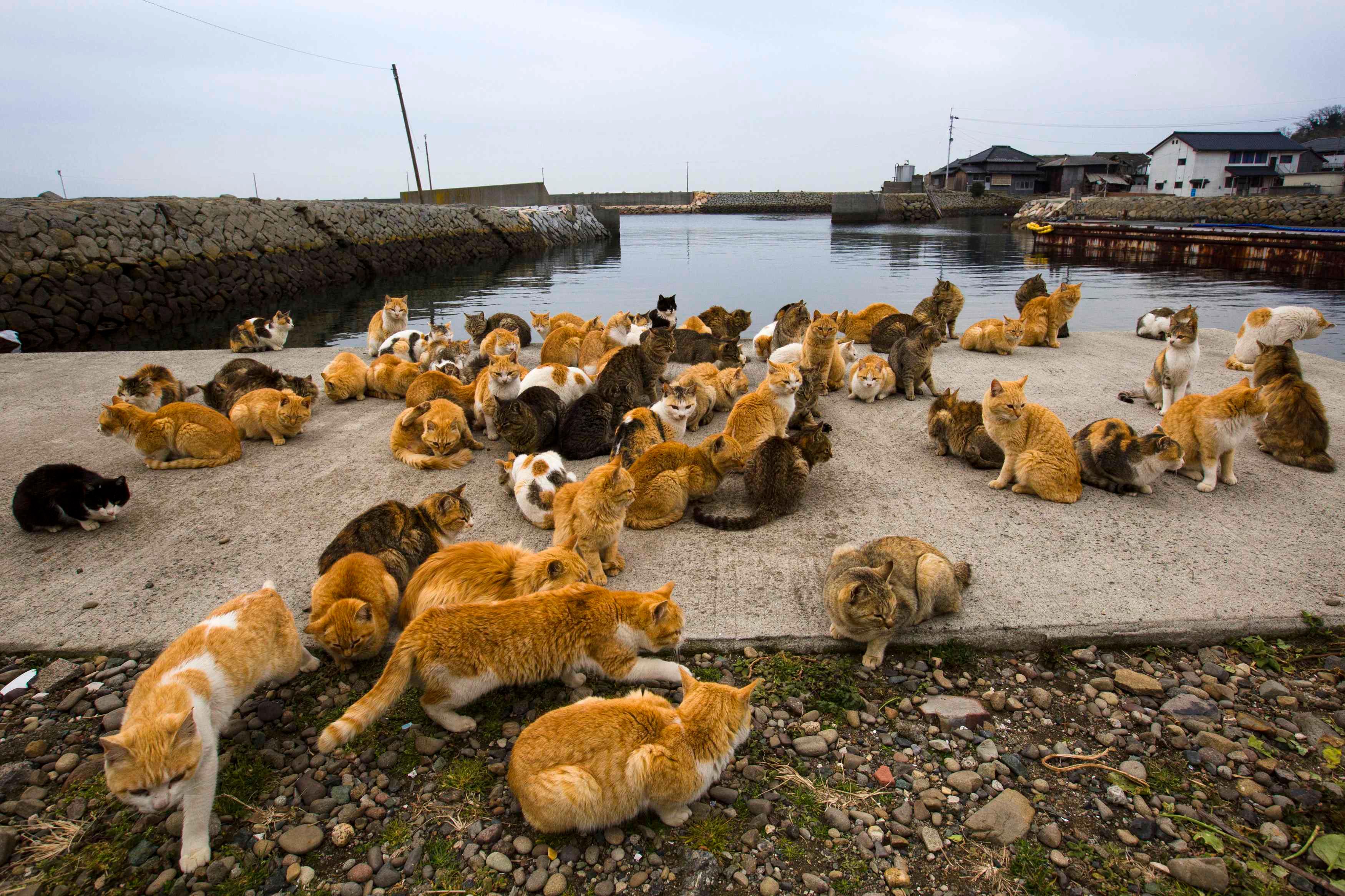 Фото где много. Аосима кошачий остров. Остров Тасиро Япония. Тасиро остров кошек. Аосима кошачий остров в Японии.