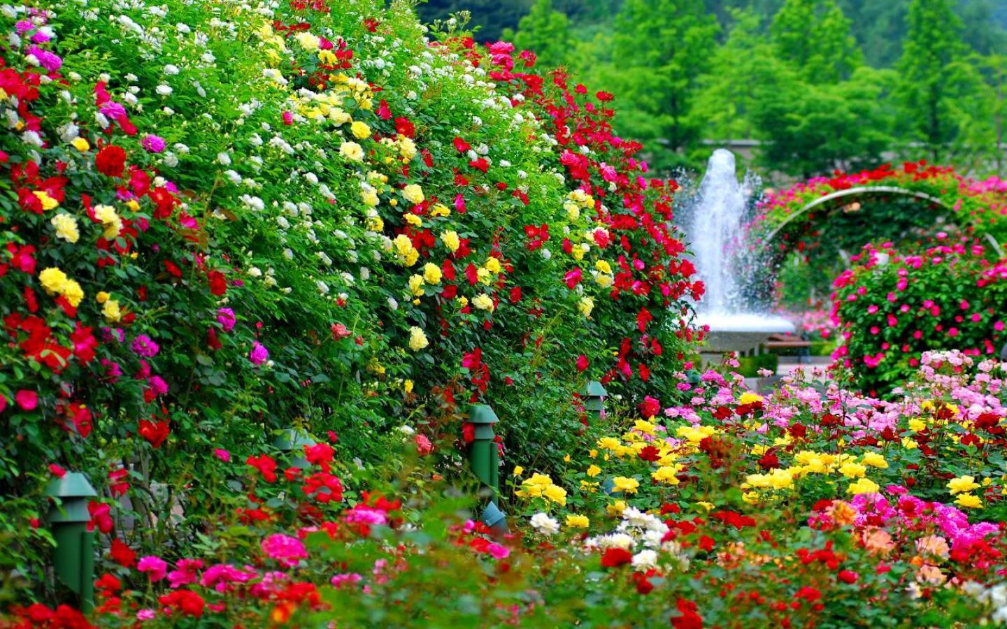 картинки цветущий сад лето