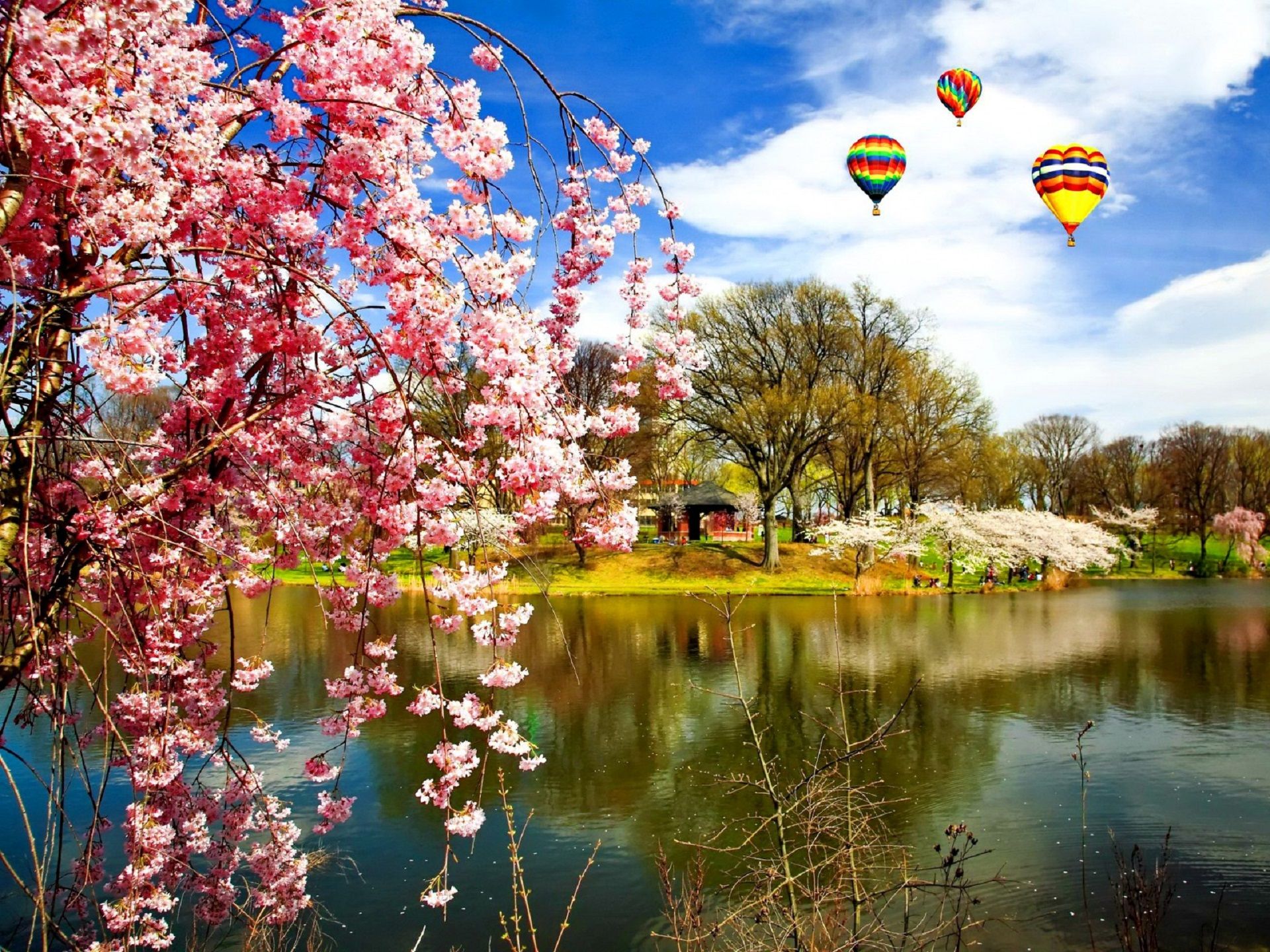 A Dreamy World With Cherry Blossums And Balloons - Image Abyss