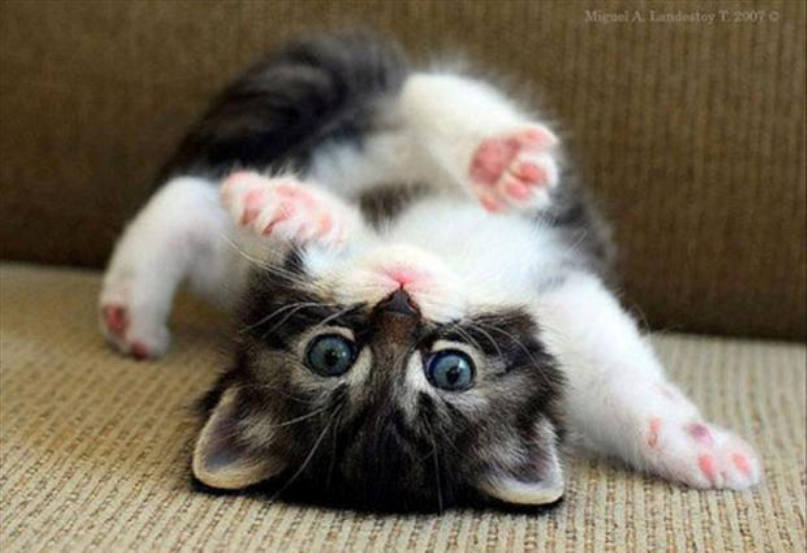 playful kitten - Image Abyss