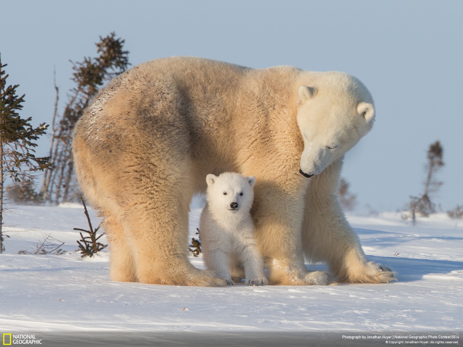 Polar Bear and Cub