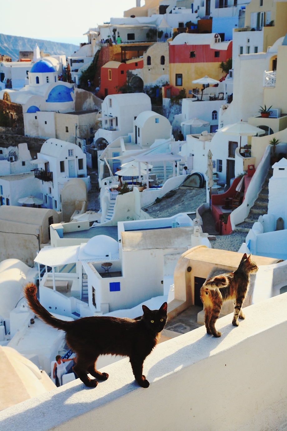 Cats On Vacation - Greece - Image Abyss