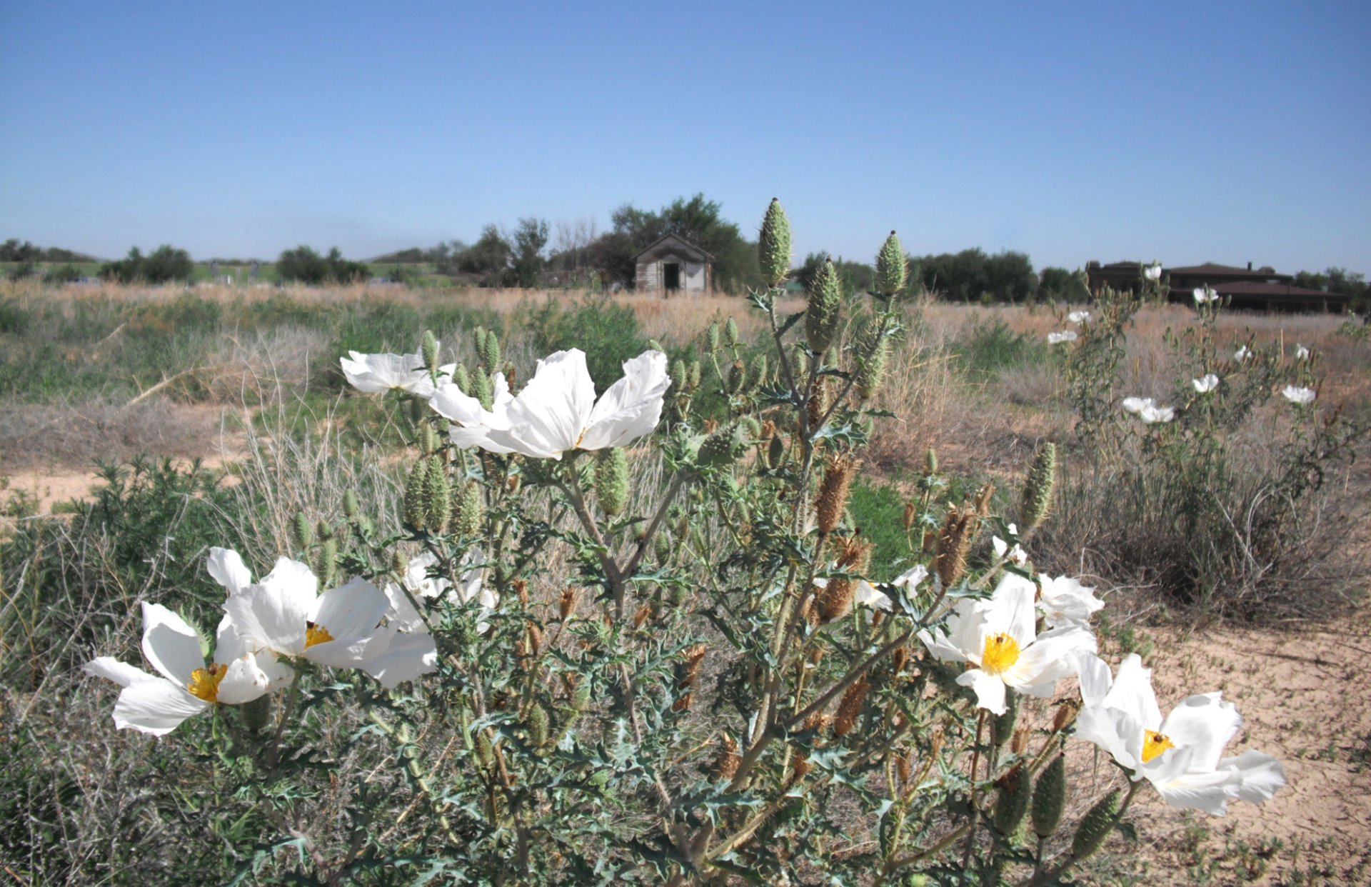 A cluster of delicate white flowers blooms amidst a natural landscape, with a clear blue sky above and hints of an old building in the background.