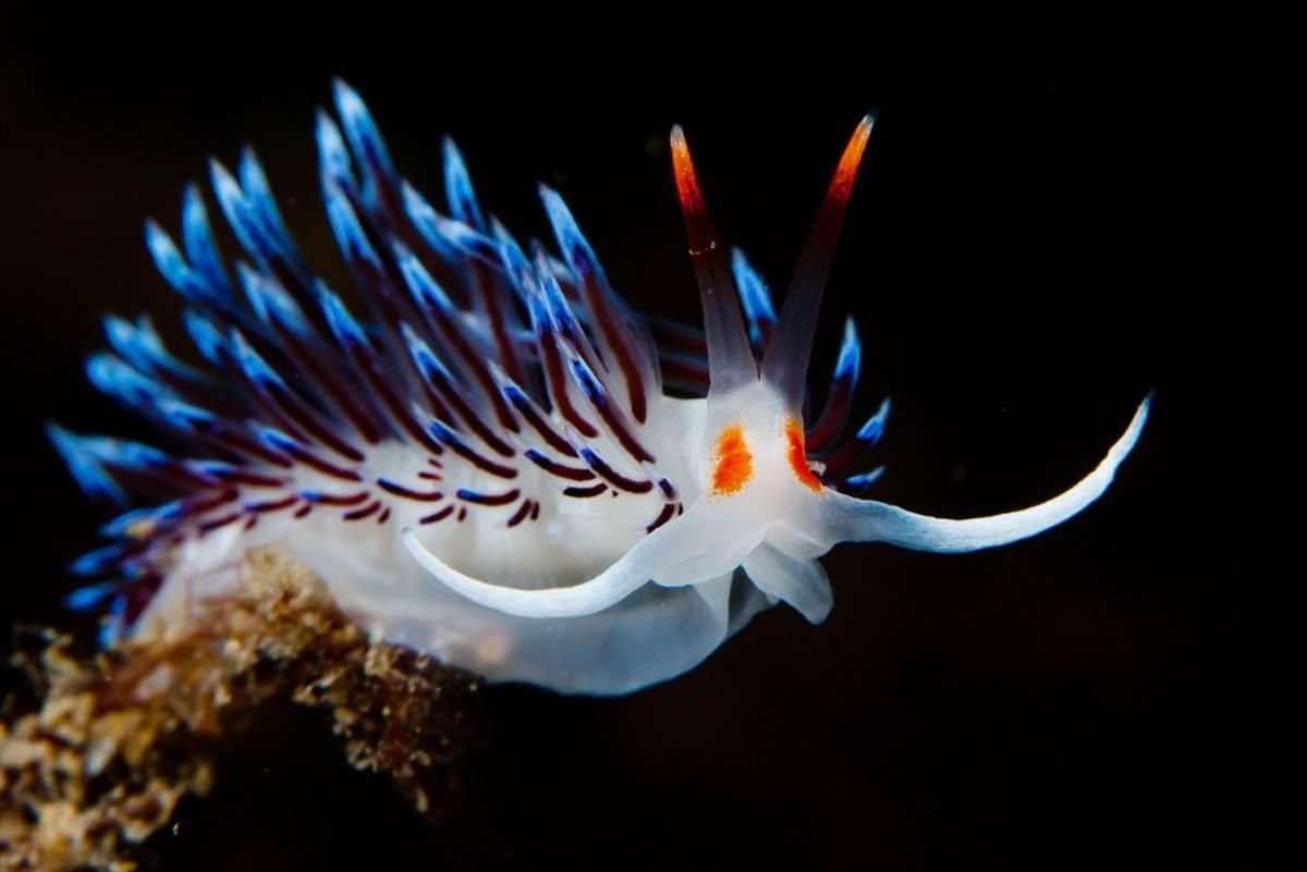  nudibranch seaslug